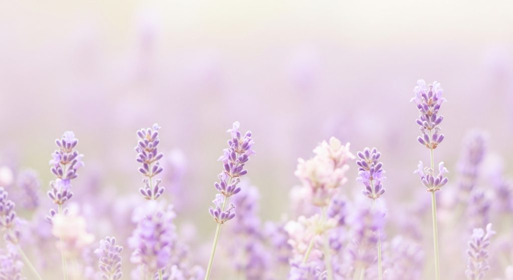 Aesthetic Flower Wallpapers Best Floral Backgrounds for iPhone & Android 5 A minimal wallpaper background featuring pastel lavender flowers with a soft blurred aesthetic glow.