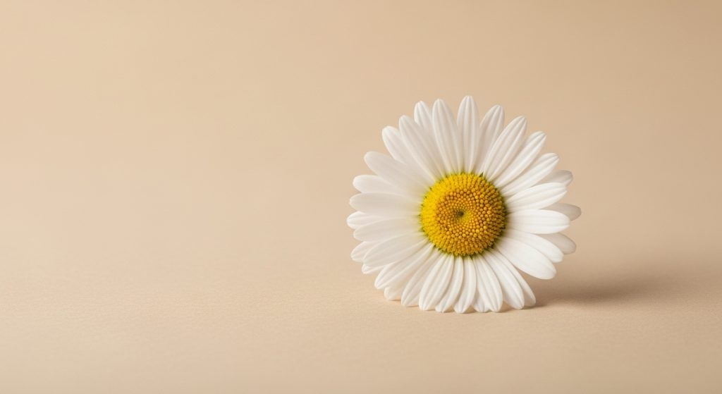 Aesthetic Flower Wallpapers Best Floral Backgrounds for iPhone & Android 7 A minimalist wallpaper with a single white daisy on a plain beige background, elegant and simple.