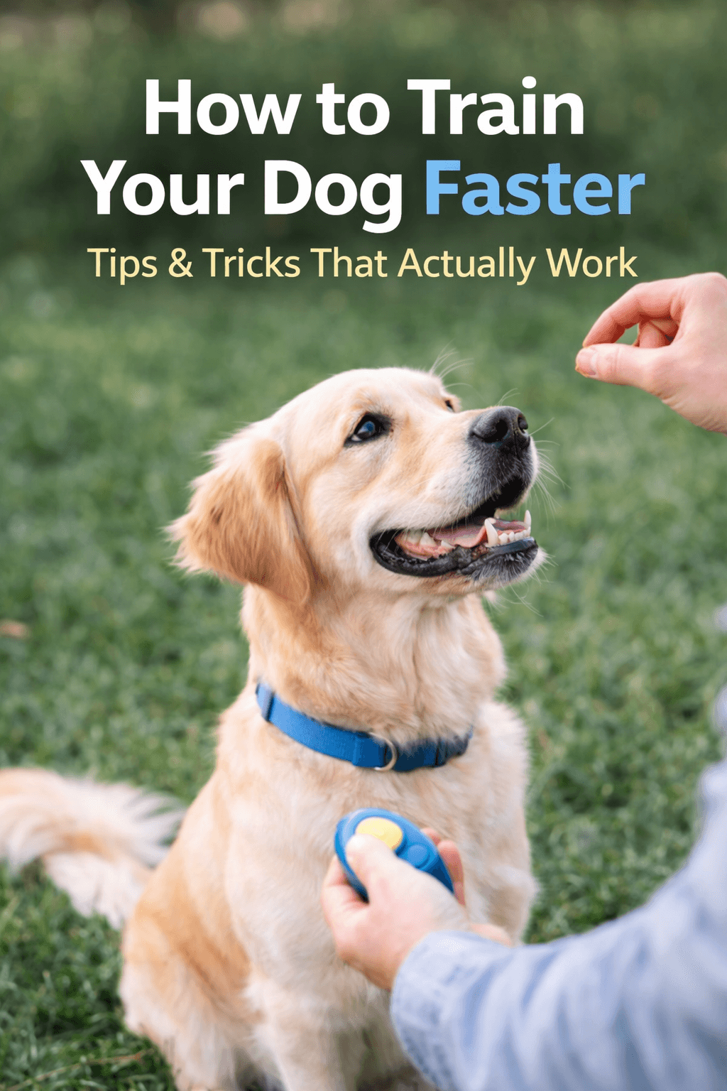feature picture how to train your dog