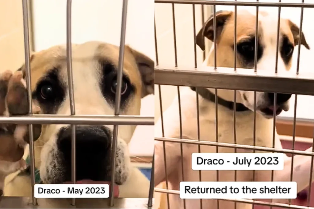 Pet owner reflecting on their dog’s adoption journey