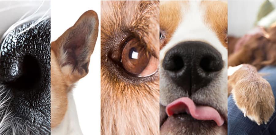 sensences of dog
