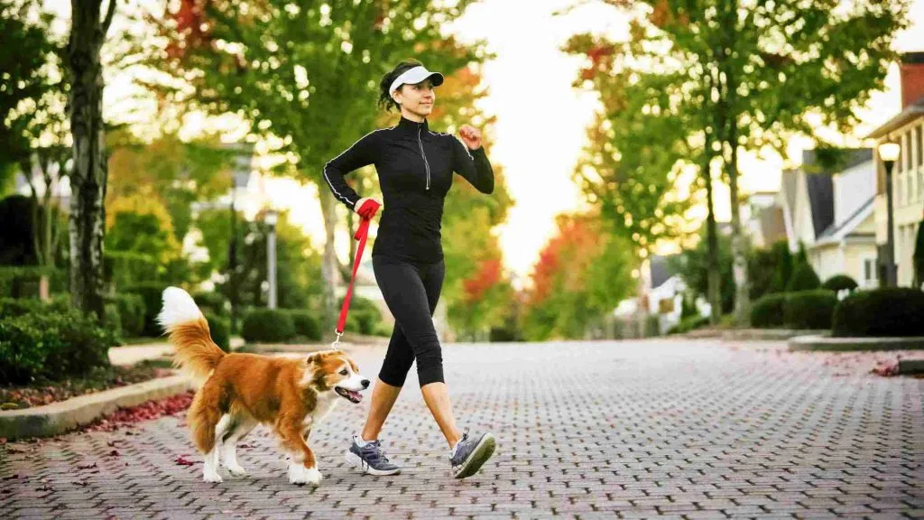 Dog Care Tips Every Dog Owner Must Know in 2026 2 dog walk