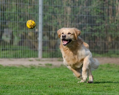  dog playing happily during the day