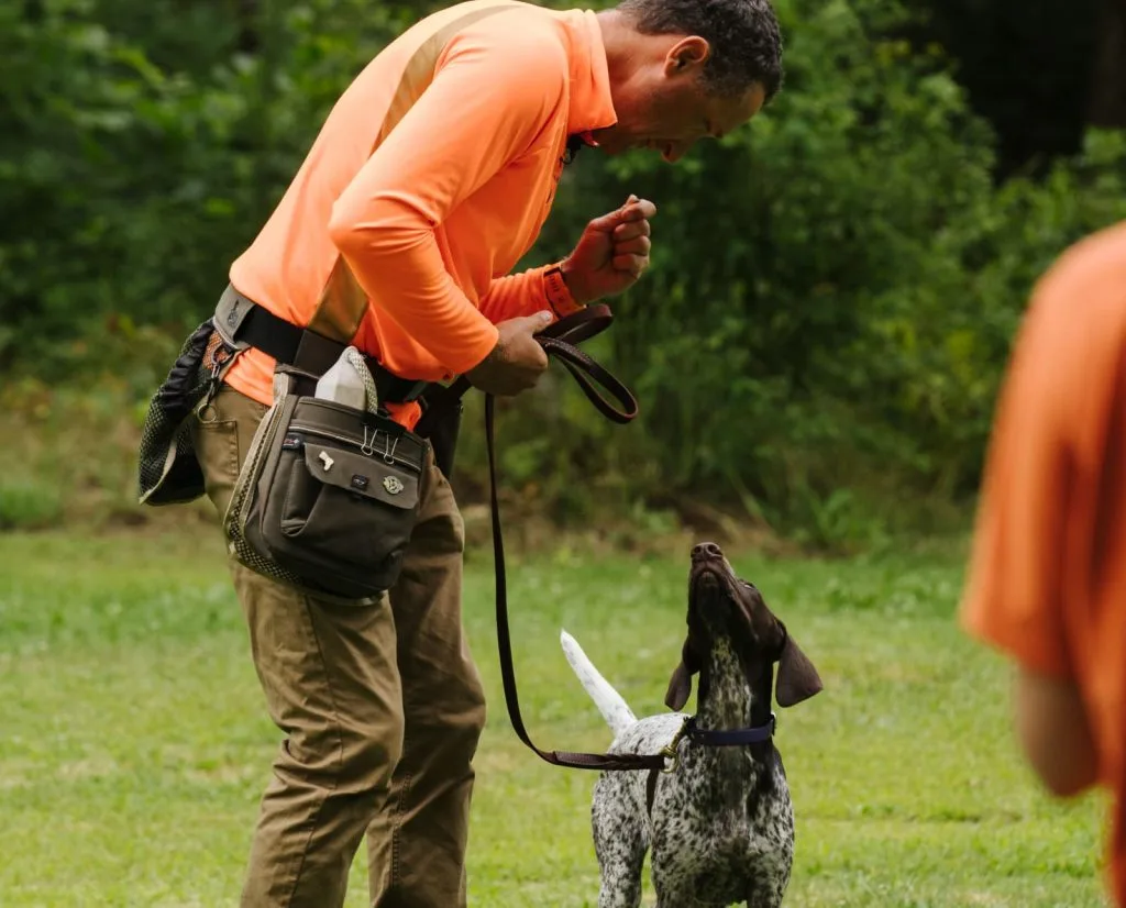 Dog receiving treats as a reward during obedience training
