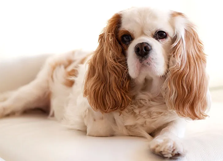 Best dog breeds for home living with family