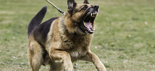 Why Dogs Bark and How to Reduce It Naturally 2 → Dog barking due to fear showing anxious body language