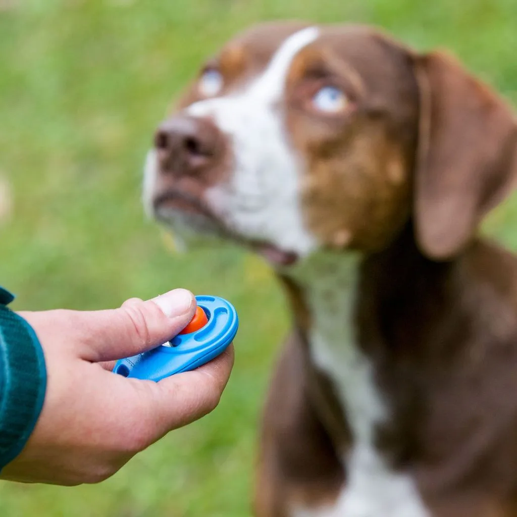Dog being trained with a clicker for positive reinforcement
