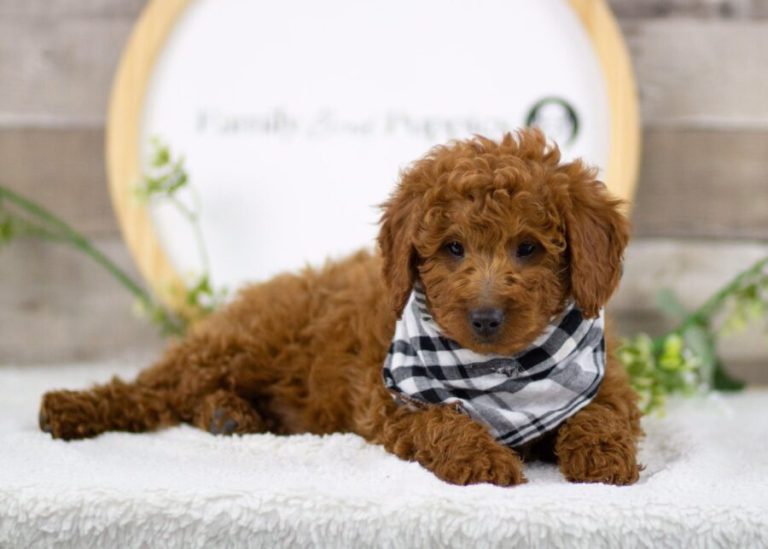 feature picture new puppy