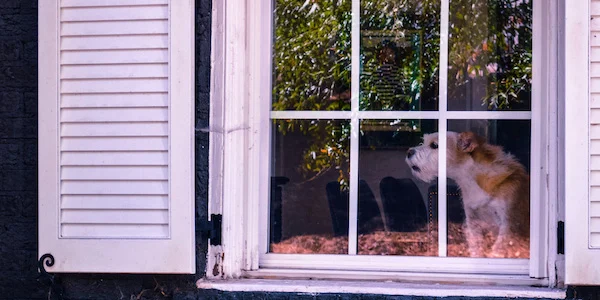 Why Dogs Bark and How to Reduce It Naturally 1 Dog alert barking at window to warn about activity outside