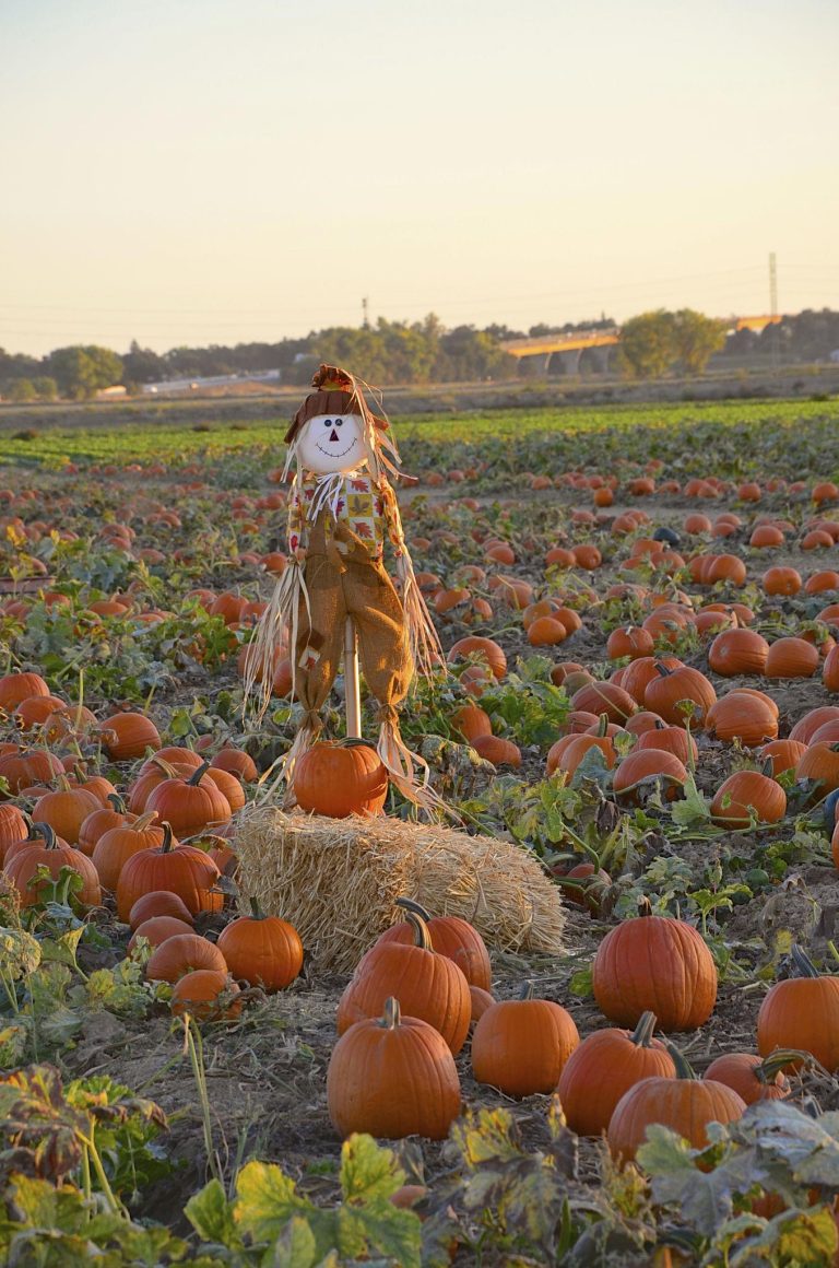 A traditional scarecrow stands in the center of a sprawling pumpkin patch during golden hour. Surrounded by dozens of bright orange pumpkins, the scarecrow features a smiling face, straw hair, rustic burlap clothing, and colorful autumn fabric accents. A hay bale and pumpkin sit at its base, while warm sunset light stretches across the harvest field, creating a classic fall countryside scene.