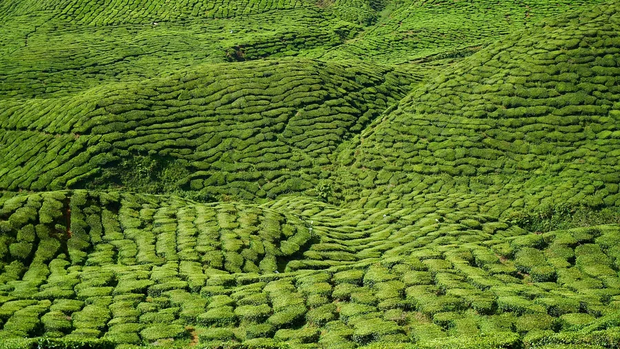 Sri Lanka Delivers Diverse Wildlife and Tea Plantations Affordably