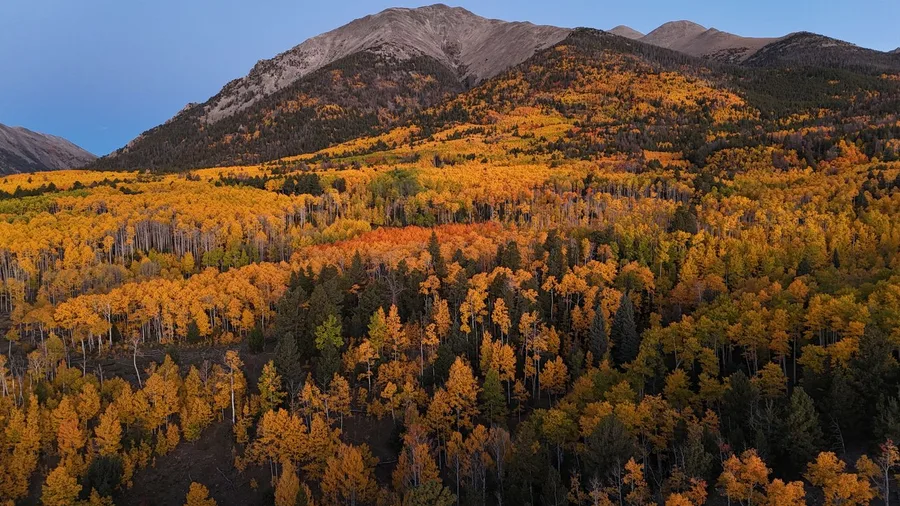 Crested Butte, Colorado Highlights Wildflower Legacy in Gold