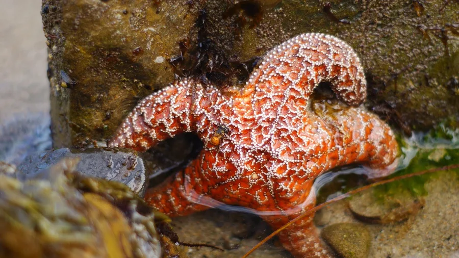 Best Beaches in the World Ranked By Locals 12 Cannon Beach, Oregon: Off-Season Tidepools