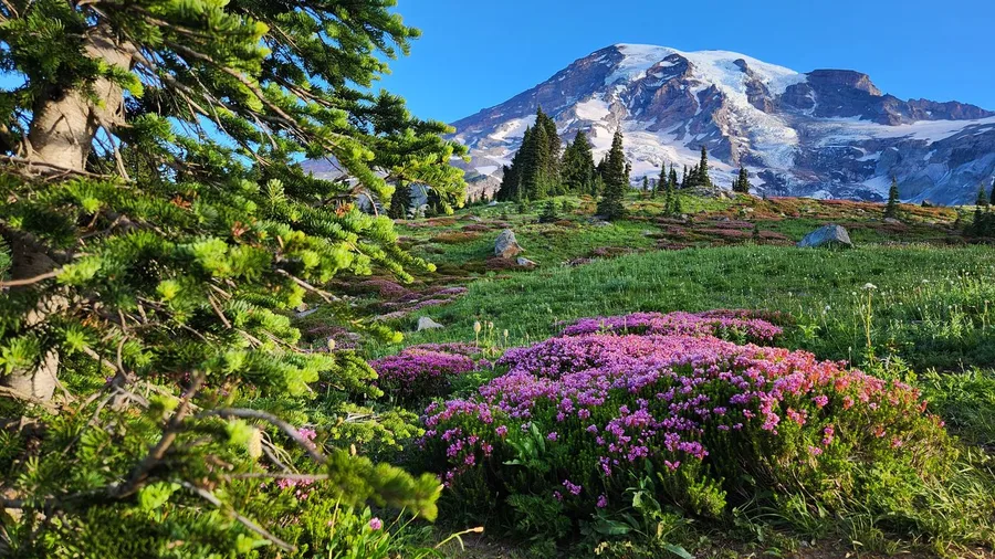 Skyline Trail: Rainier's Wildflower Loop