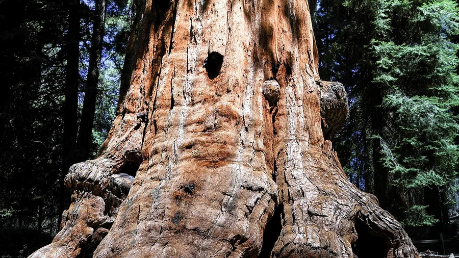 Best National Parks in the USA Ranked 14 Sequoia and Kings Canyon: Trees and Canyons