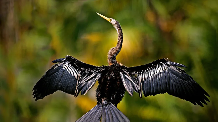 Best National Parks in the USA Ranked 15 Everglades: Wet Prairie, Alligators, One Easy Trail