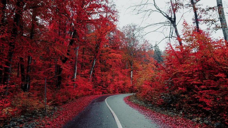 Take the Blue Ridge Parkway in Fall
