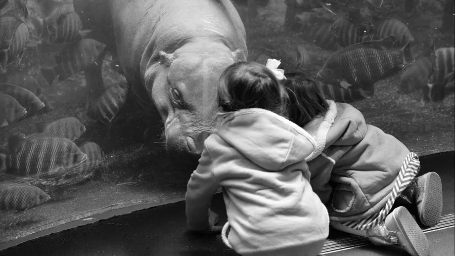 Films, TV and zoos shape research choices