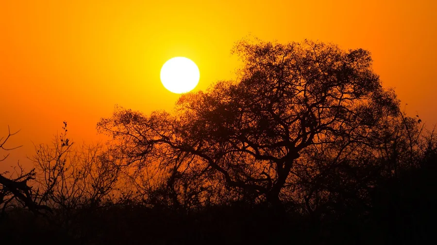 South Africa for Big-Game Safaris and Coastal Roads
