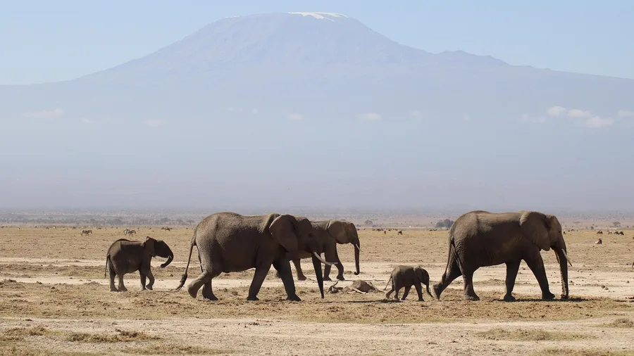 Kenya, East African Safari With English Throughout
