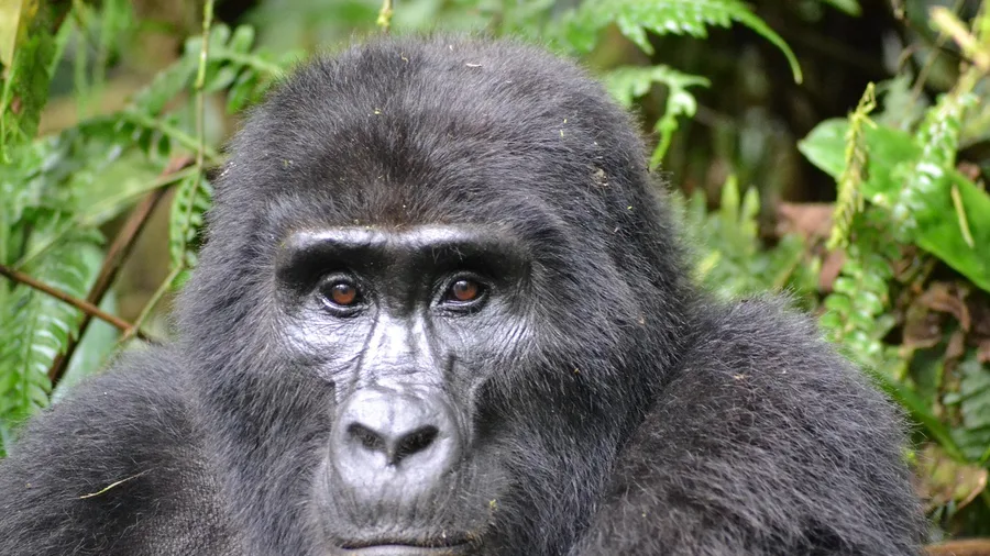 Uganda, Gorilla Country at Surprisingly Low Daily Cost