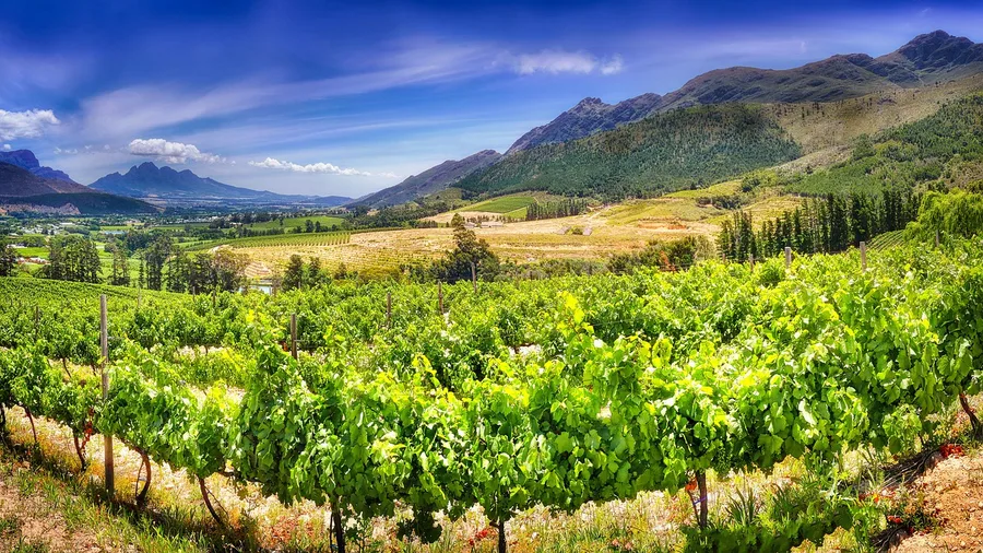 South Africa for Self-Drive Safaris and Coastal Vineyards