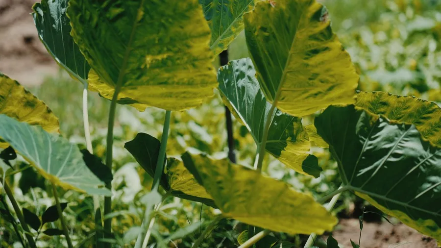 How People Live On Small Pacific Islands | Life Before It Disappears 3 Food Comes from Gardens, Reef, and Supply Ship