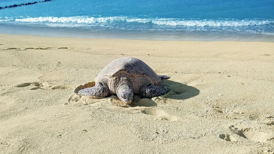 Wildlife Encounters: Shared Solitude