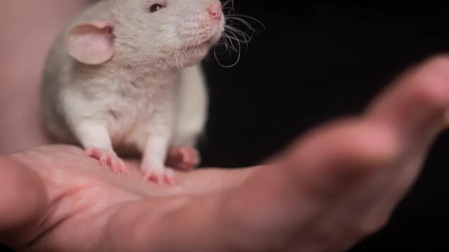 Natural Soy Compound May Shield the Brain From Too Much Salt 8 Do the signaling changes cause the memory gains?