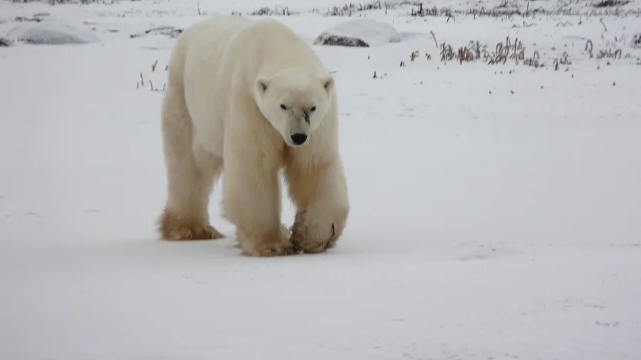 Churchill, Manitoba's Subarctic Polar Bear Hub