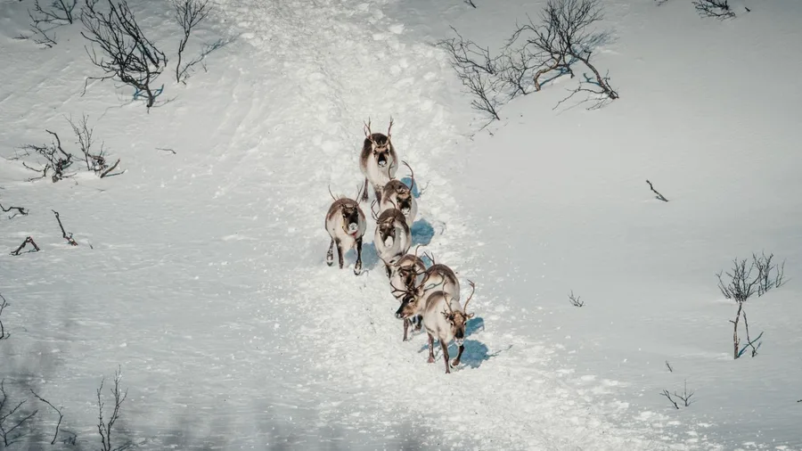 Siberian Nenets Track Reindeer Along Frozen Arctic Corridors