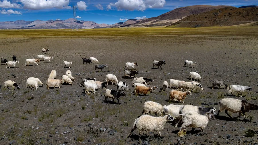 Changpa Pastoralists Guard Rare Pashmina Goats on High Plateaus