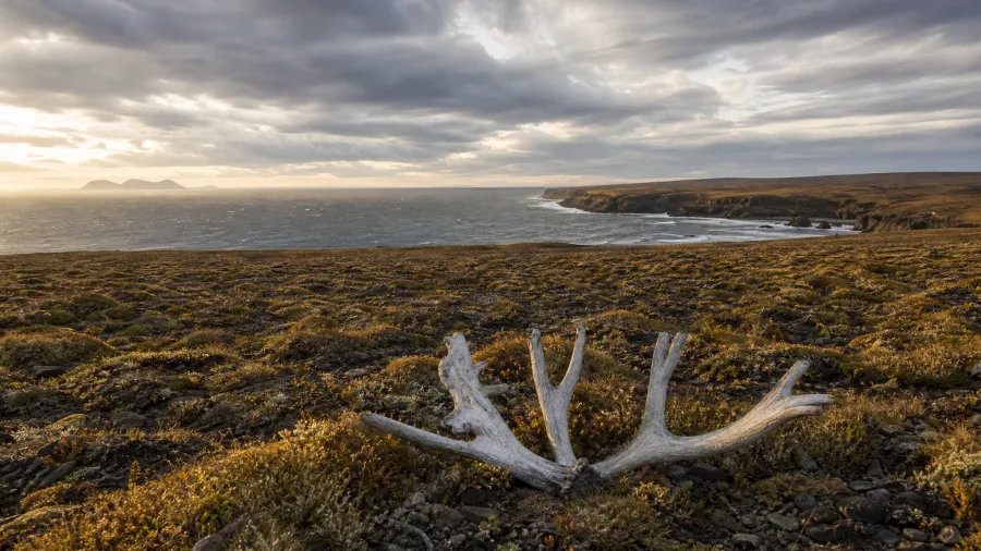 Saint Matthew Island Wilderness Preserve