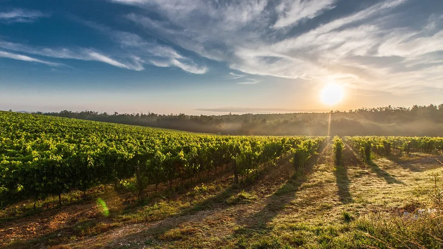 Top 25 Islands You Need to Visit Before They Get Crowded 13 Vis's Caves and Wine in June
