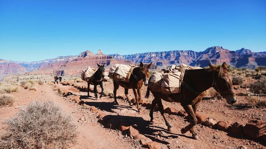 Supai, Arizona: The Canyon Settlement Supplied by Mule Train