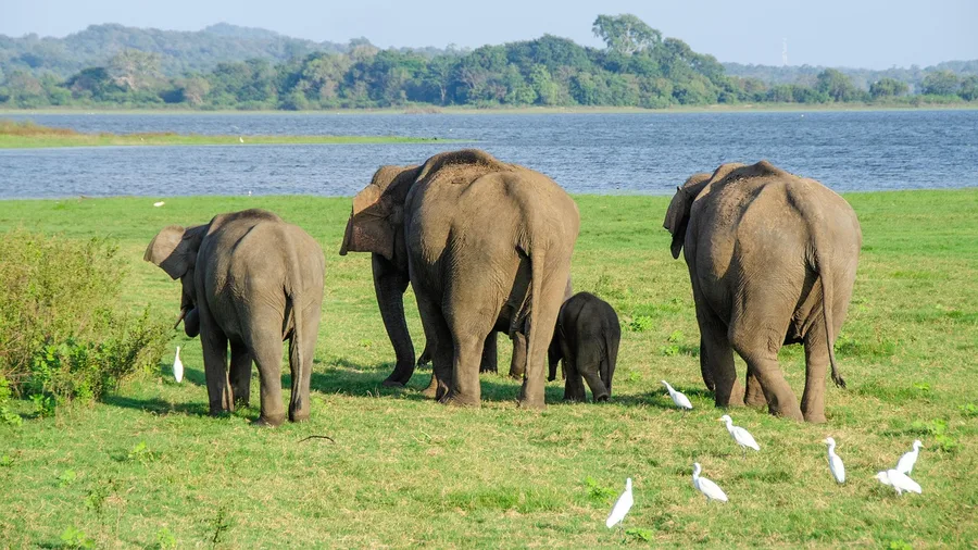 Sri Lanka for Wildlife Safaris, Surf Breaks, and Highland Tea Trains