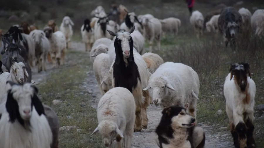 Grazing Exhaustion Forces Seasonal Steppe Camps to Relocate