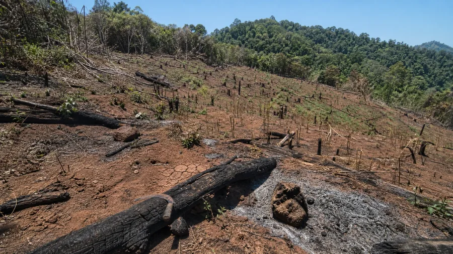 Swidden Cultivation Depletes Forest Soil Within Three Harvests